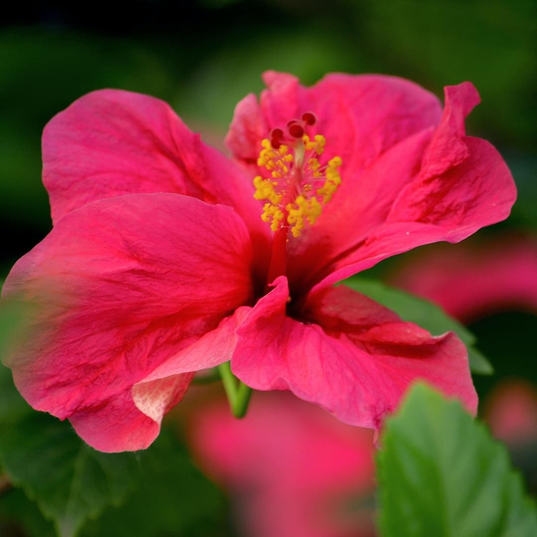 Hibiscus Passion Gold Tin Candle